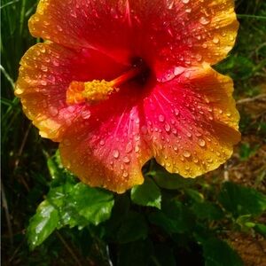 Tropical Hibiscus Flower Print in Red and Orange